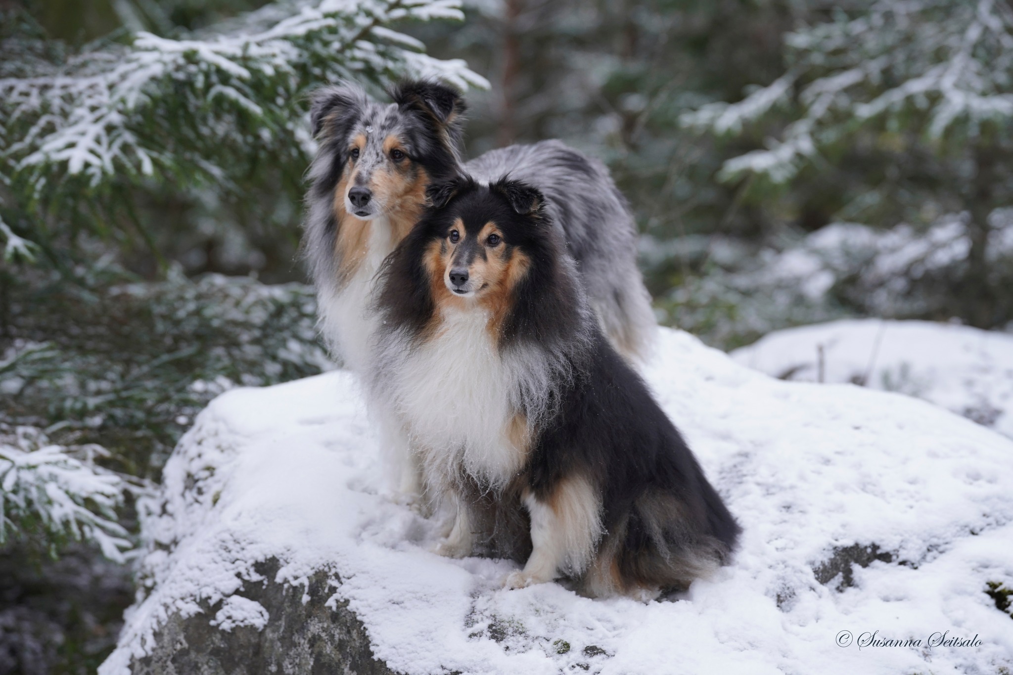 Copyright Susanna Seitsalo